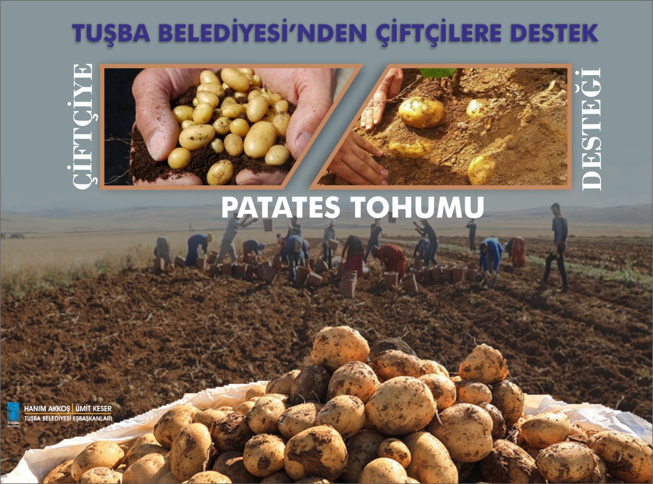 Tuşba Belediyesi'nden Çiftçilere Ücretsiz Patates Tohumu Desteği